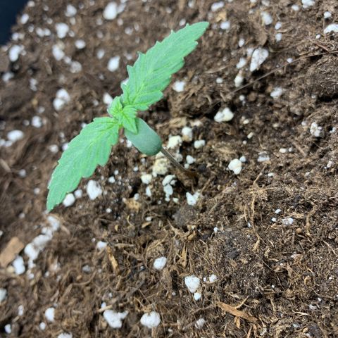GanjaRiri x Choco growlog timeline photo