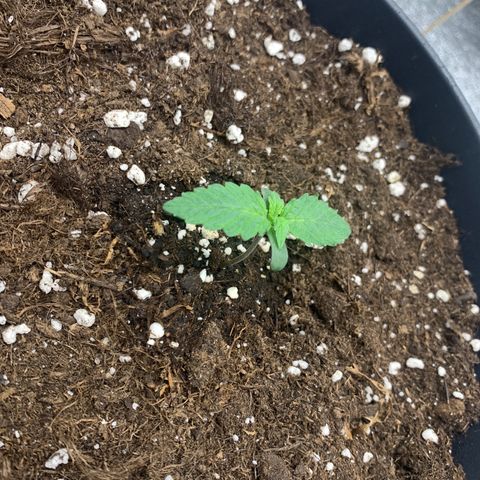 GanjaRiri x Choco growlog timeline photo