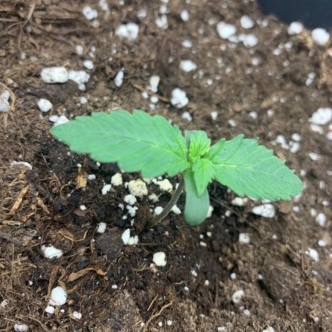 GanjaRiri x Choco growlog timeline photo