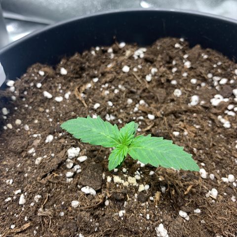 GanjaRiri x Choco growlog timeline photo