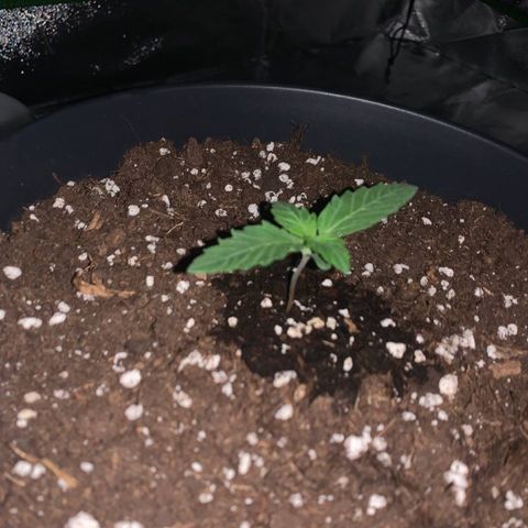 GanjaRiri x Choco growlog timeline photo