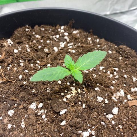 GanjaRiri x Choco growlog timeline photo