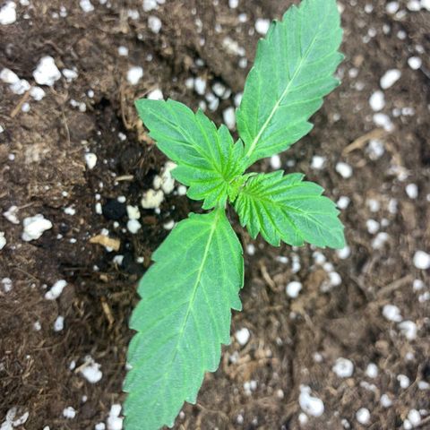 GanjaRiri x Choco growlog timeline photo