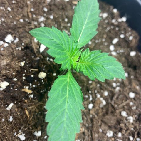 GanjaRiri x Choco growlog timeline photo