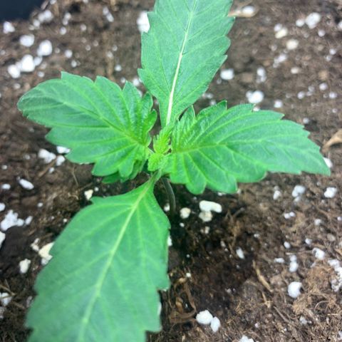 GanjaRiri x Choco growlog timeline photo