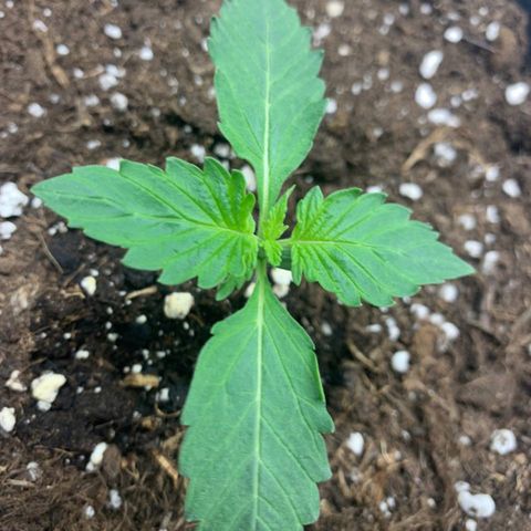 GanjaRiri x Choco growlog timeline photo