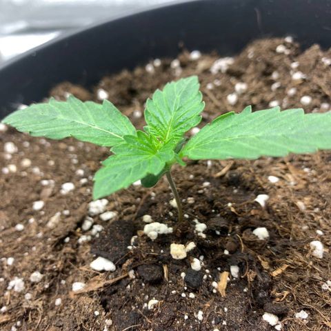 GanjaRiri x Choco growlog timeline photo
