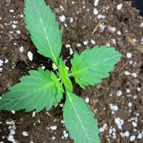 GanjaRiri x Choco growlog timeline photo