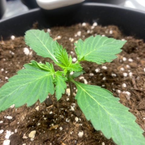 GanjaRiri x Choco growlog timeline photo