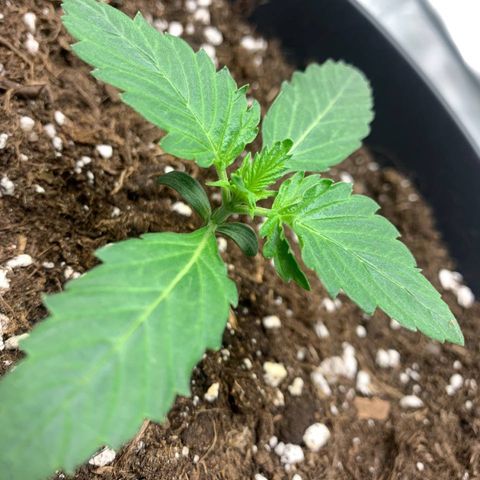 GanjaRiri x Choco growlog timeline photo