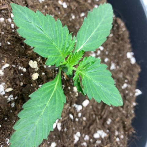 GanjaRiri x Choco growlog timeline photo
