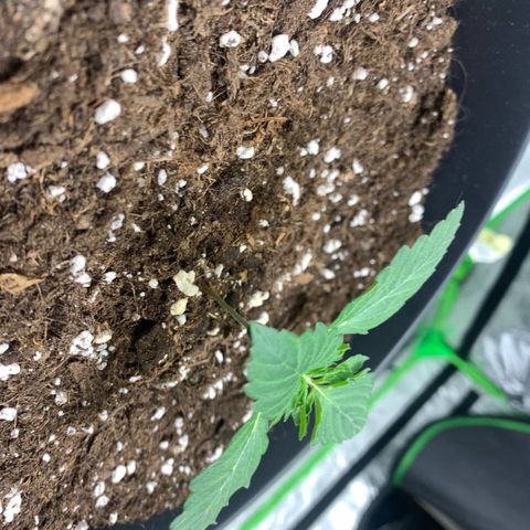 GanjaRiri x Choco growlog timeline photo