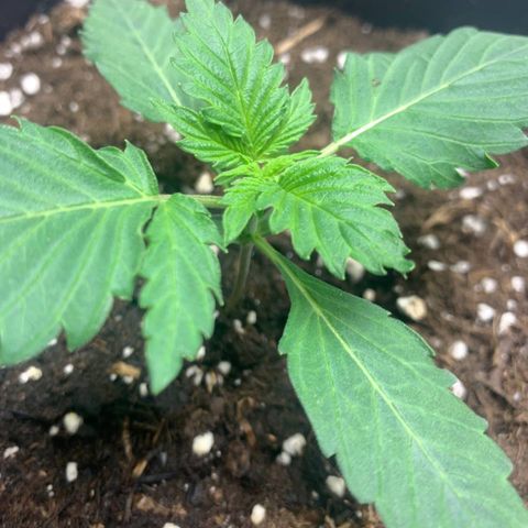 GanjaRiri x Choco growlog timeline photo