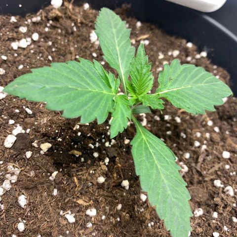 GanjaRiri x Choco growlog timeline photo