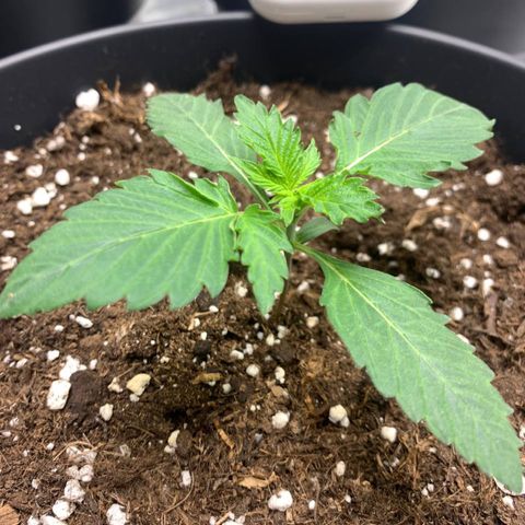 GanjaRiri x Choco growlog timeline photo