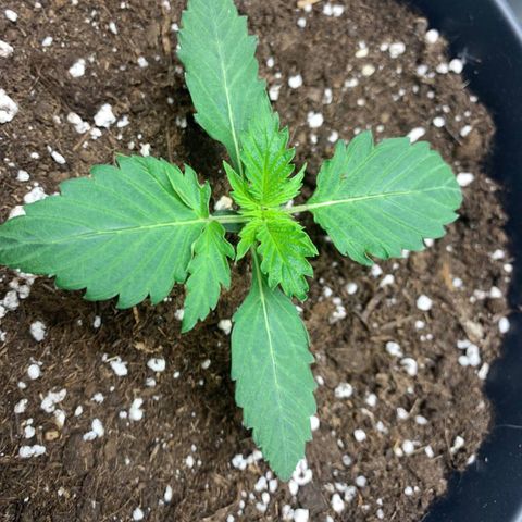 GanjaRiri x Choco growlog timeline photo