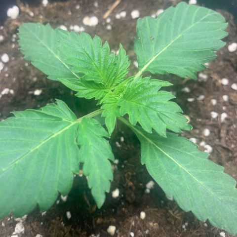 GanjaRiri x Choco growlog timeline photo