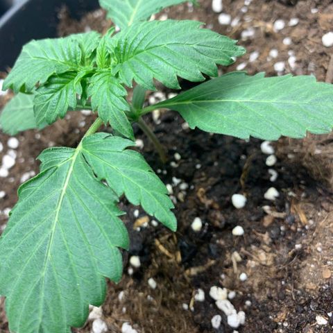 GanjaRiri x Choco growlog timeline photo