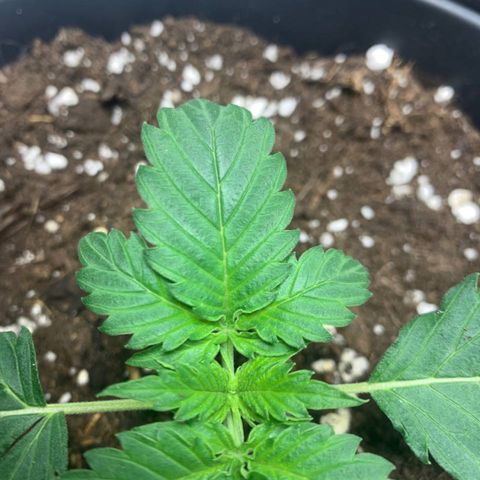 GanjaRiri x Choco growlog timeline photo
