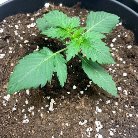 GanjaRiri x Choco growlog timeline photo