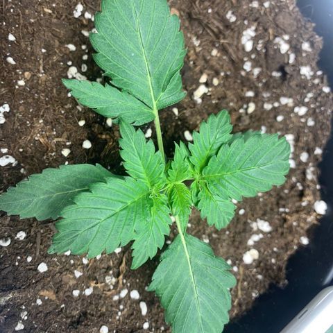 GanjaRiri x Choco growlog timeline photo
