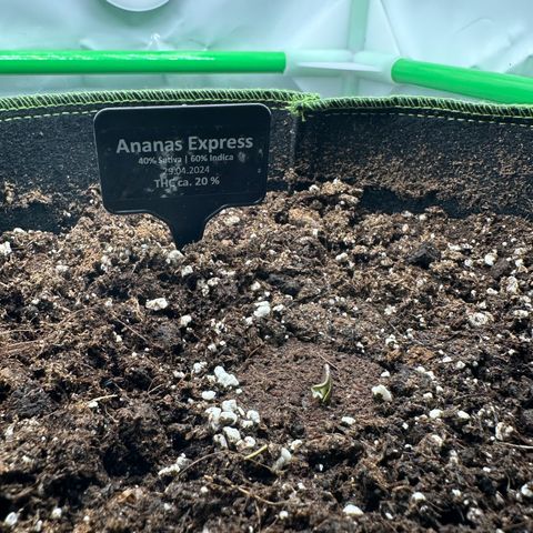 Anni growlog photo: LED 25% 
