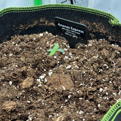 Anni growlog timeline photo
