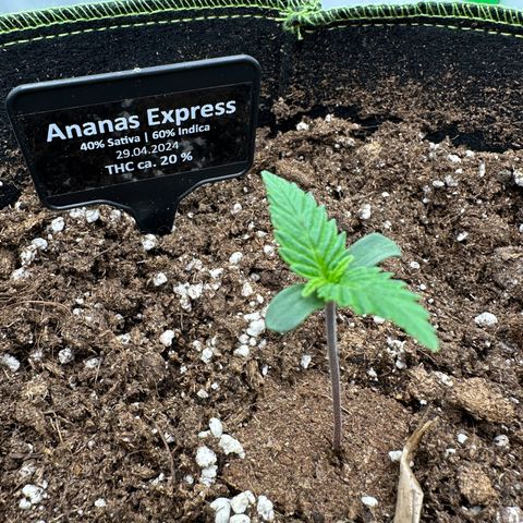 Anni growlog timeline photo