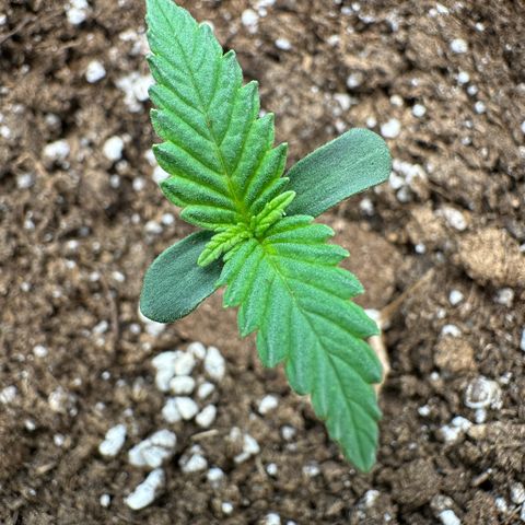 Anni growlog timeline photo