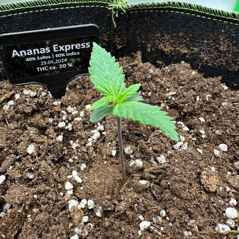 Anni growlog timeline photo
