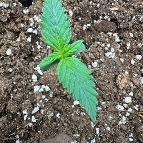 Anni growlog timeline photo
