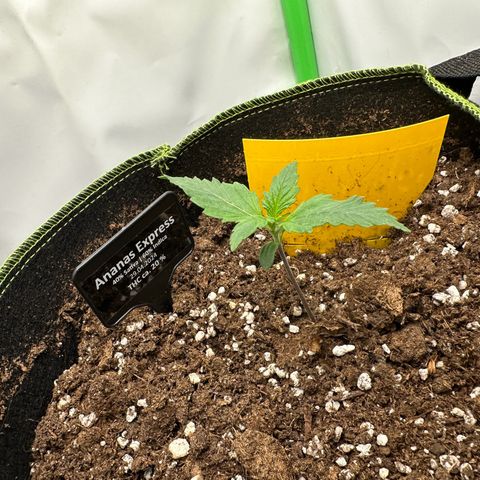 Anni growlog timeline photo