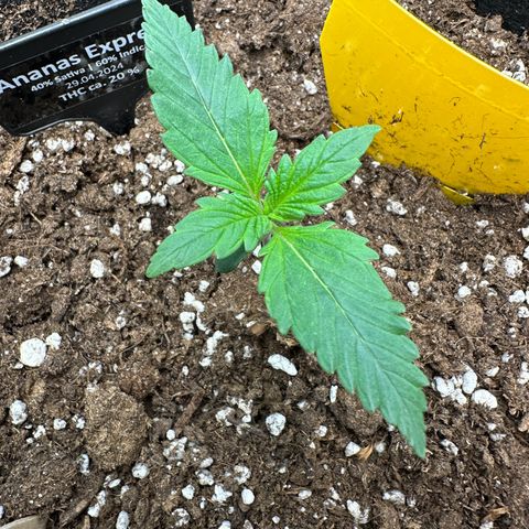 Anni growlog timeline photo