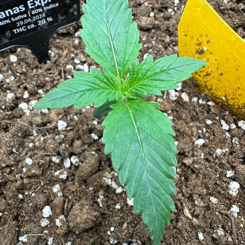 Anni growlog timeline photo