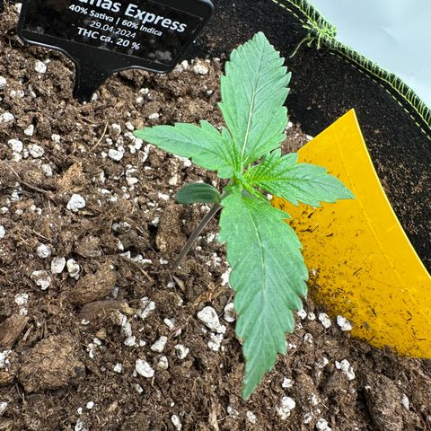 Anni growlog timeline photo