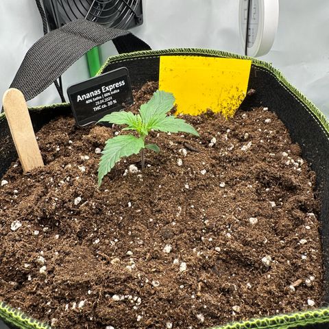 Anni growlog photo: Erde aufgefüllt 
