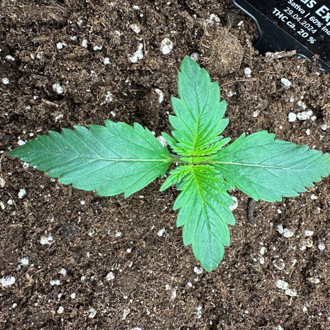 Anni growlog photo: Erde aufgefüllt 