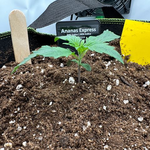 Anni growlog photo: Erde aufgefüllt 