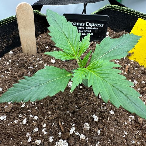 Anni growlog timeline photo