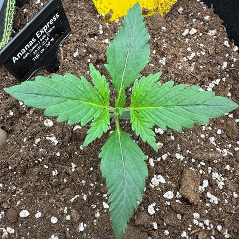 Anni growlog timeline photo