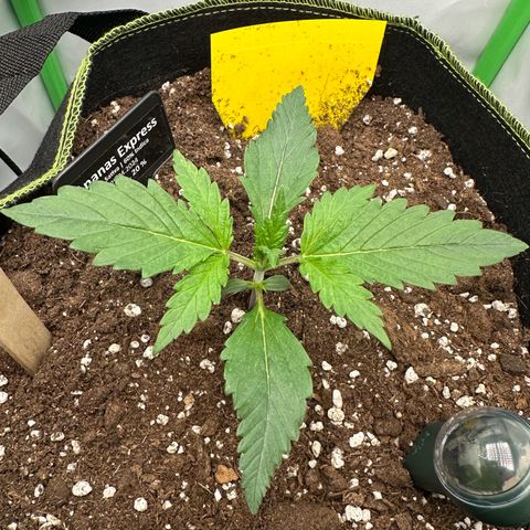 Anni growlog timeline photo