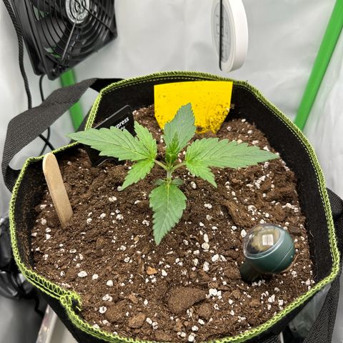 Anni growlog timeline photo