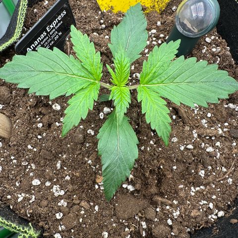 Anni growlog timeline photo