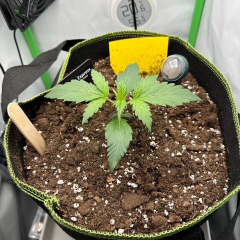 Anni growlog timeline photo