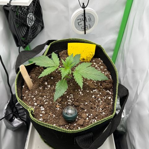 Anni growlog timeline photo