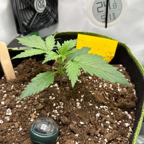 Anni growlog timeline photo