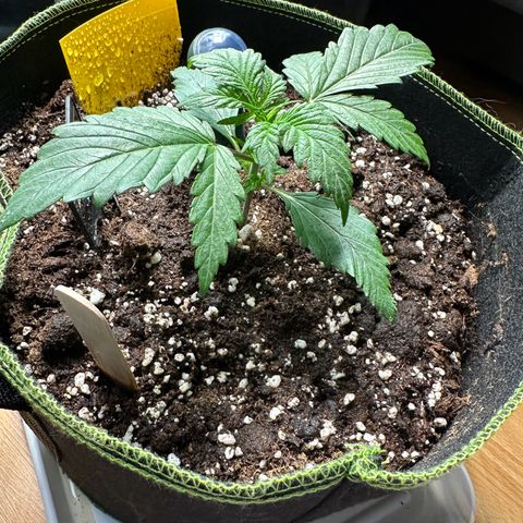 Anni growlog timeline photo