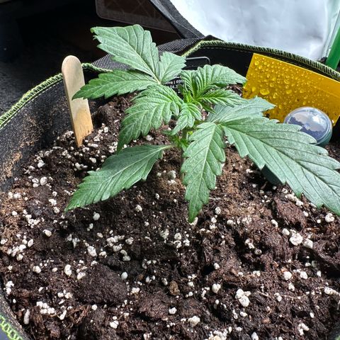 Anni growlog timeline photo