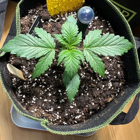 Anni growlog timeline photo