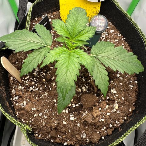 Anni growlog timeline photo